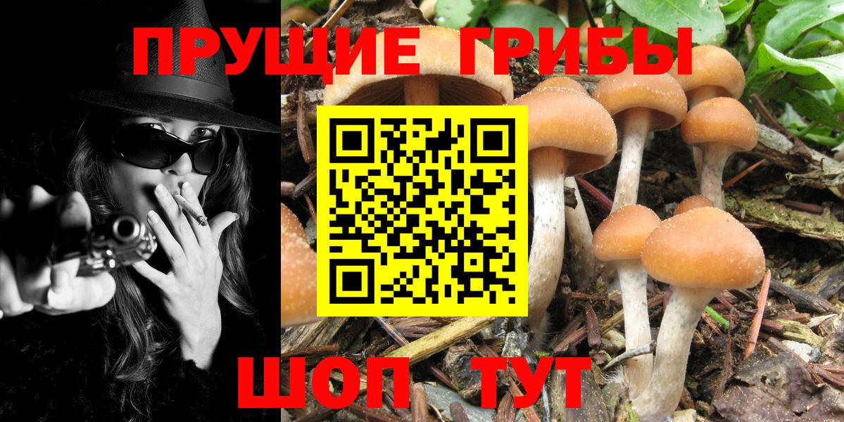 Георгиевск  Псилоцибиновые грибы прущие грибы  Вход с VPN 