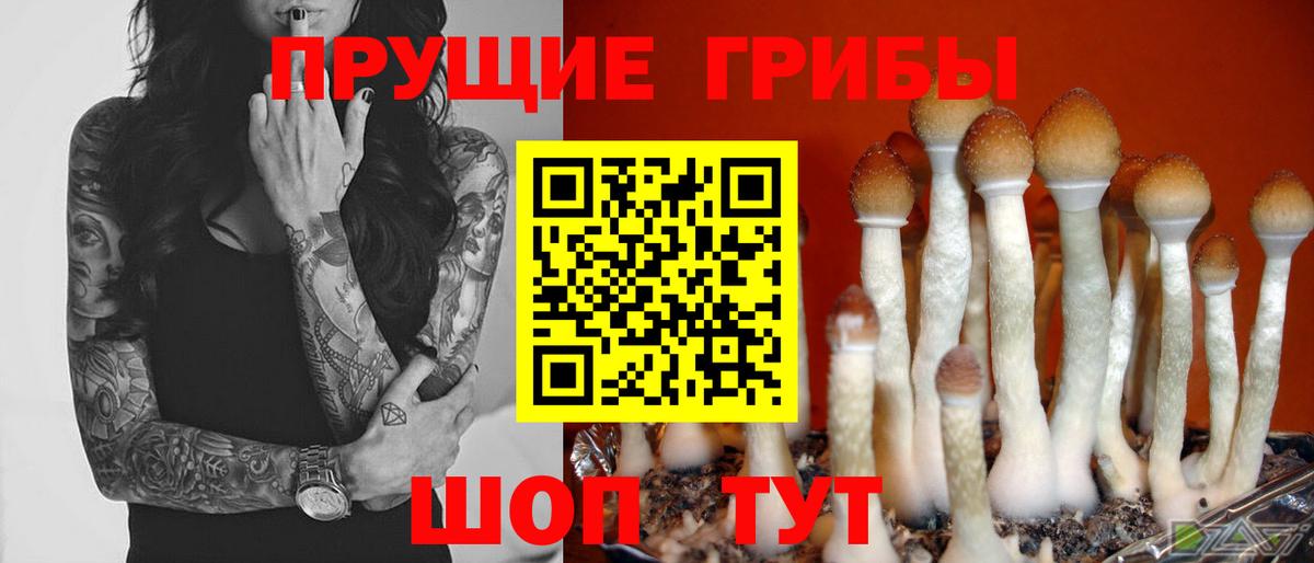 Псилоцибиновые грибы Cubensis  Псилоцибиновые грибы прущие грибы  Георгиевск  Вход с VPN 